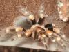 smithi_t1_1_2_3.jpg