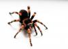 smithi_t1_1_2_3_4_5.jpg