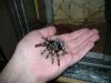 smithi_t1_1_2_3_4_5_6_7.jpg