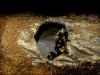 smithi_t1_1_2_3_4_5_6_7_8_9_10_11.jpg