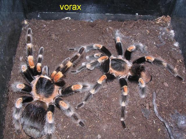 Brachypelma smithi
