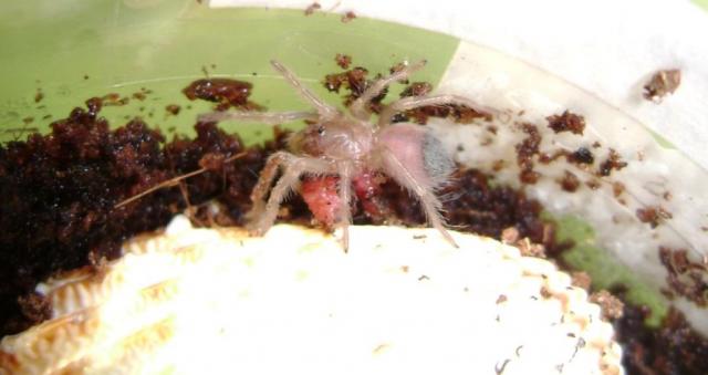 Brachypelma smithi VS dzykas 