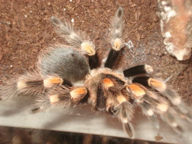 B. smithi