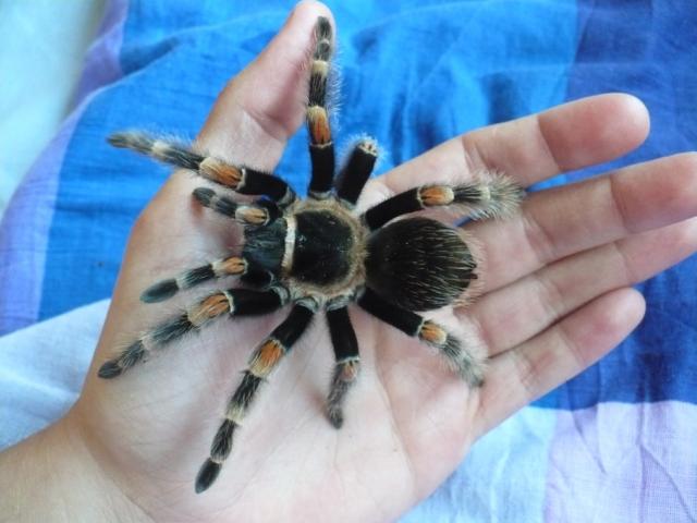 B.Smithi