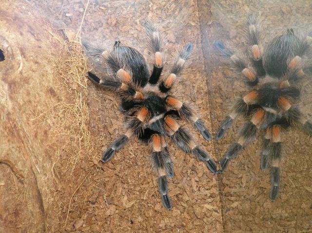 B. Smithi