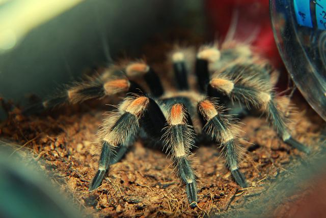 B. smithi