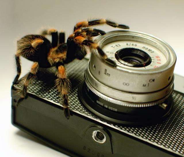 B.Smithi - smalsus ir žingeidus