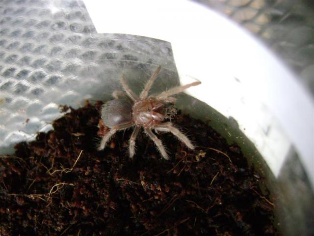 B. smithi L4