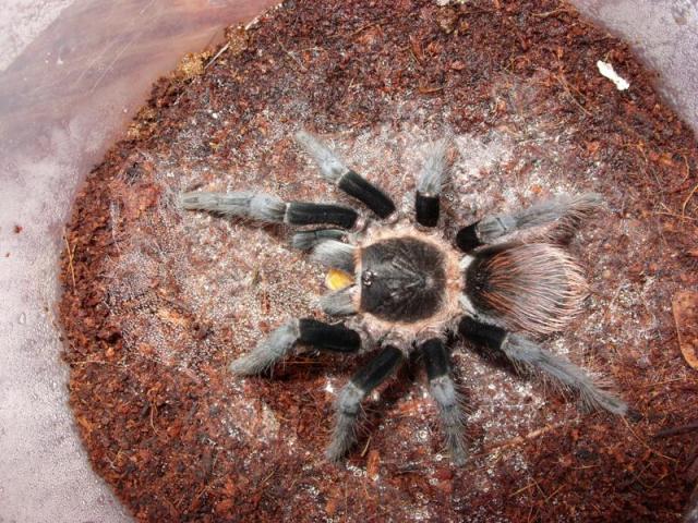B. vagans