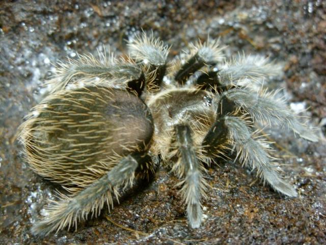 B. albopilosum
