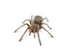 Spausk peržiūrai spider_1_t1.jpg