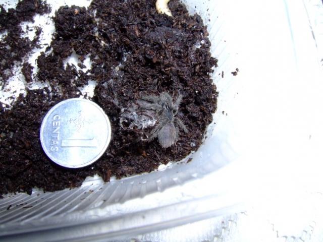 Haplopelma lividum