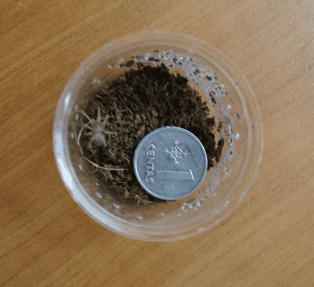  Brachypelma 'Sploit Smithi
