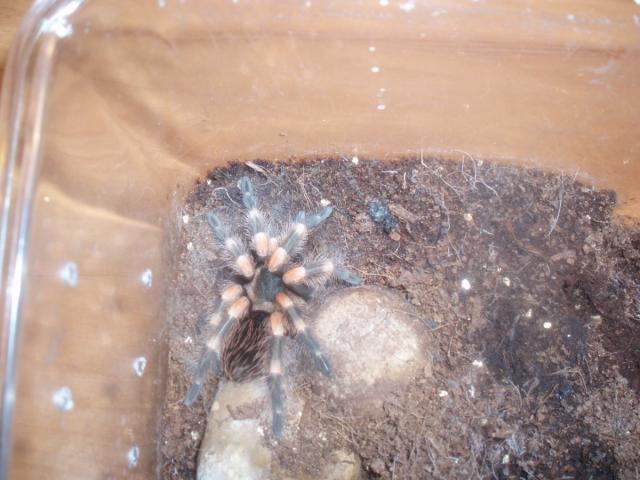 Gražuolė B. smithi