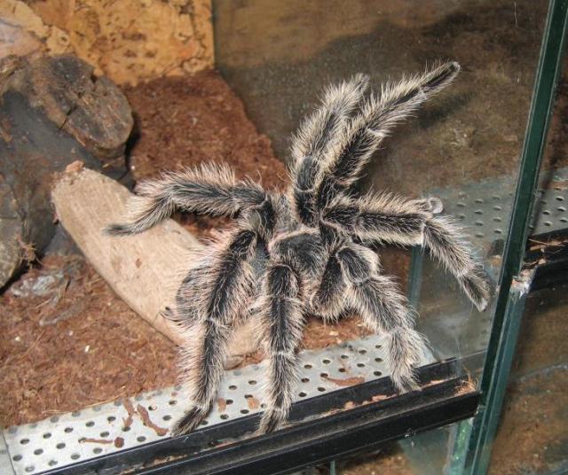 L. parahybana