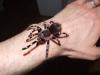steu-geniculata_t1.jpg