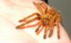 steu-murinus_t1.jpg