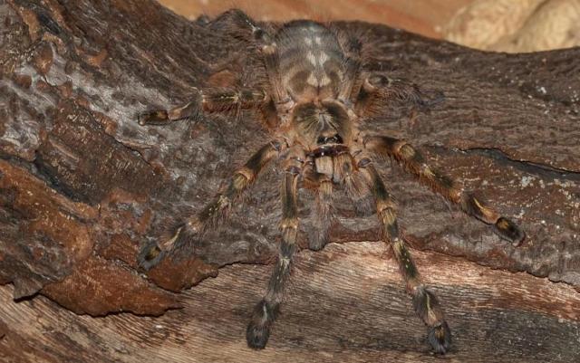 P.striata