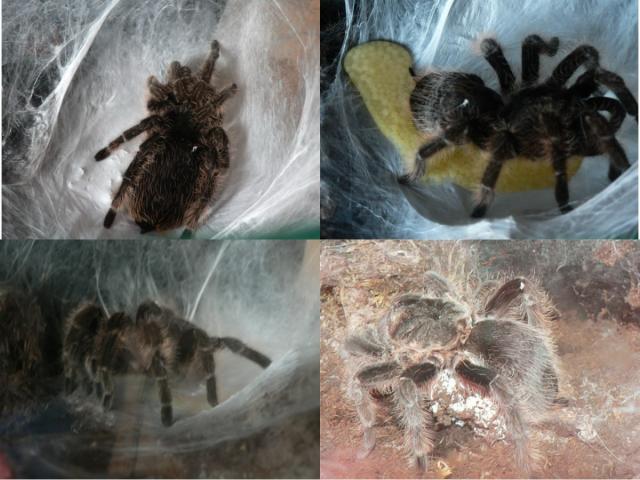 Brachypelma albopilosum