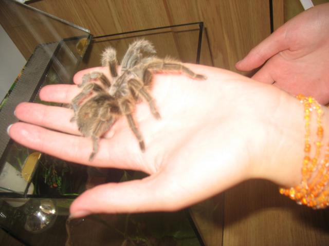 G. rosea
