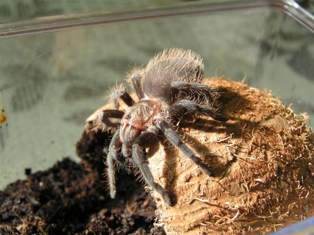 B. Albopilosum