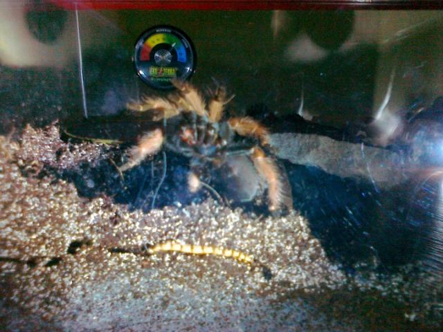 B. boehmei kantriai laukia.