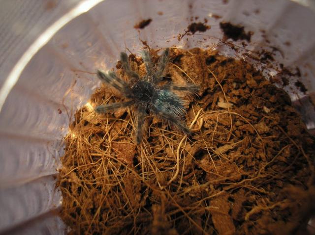 Avicularia versicolor
