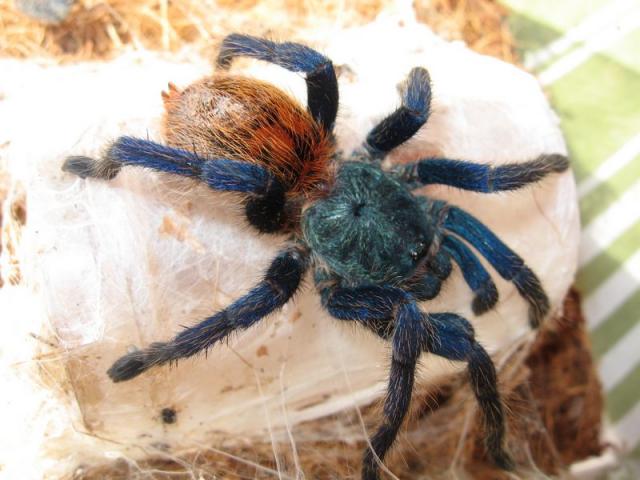 Chromatopelma cyaneopubescens1
