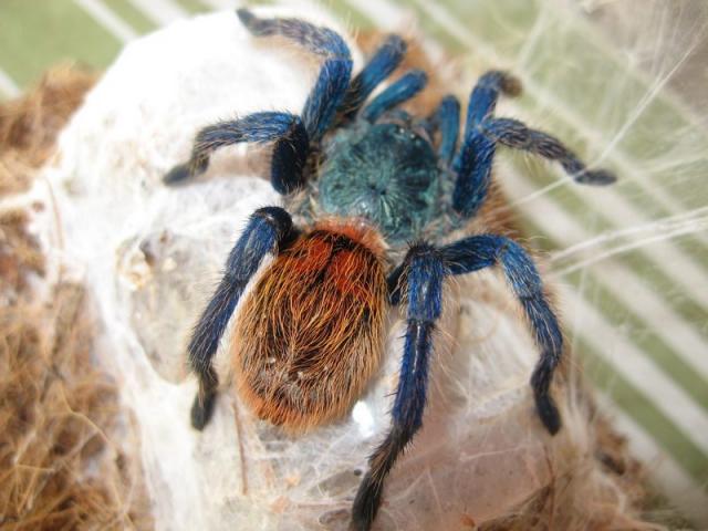 Chromatopelma cyaneopubescens2