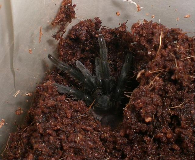 B.vagans