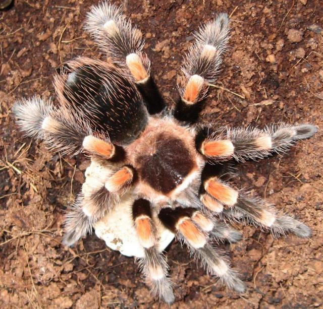 B. smithi