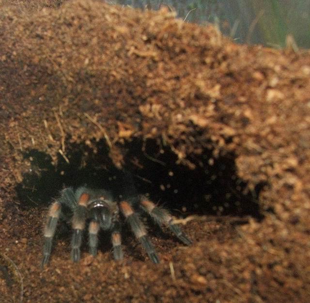 B. smithi urve