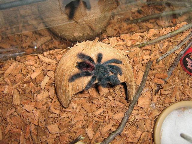 Avicularia avicularia 2