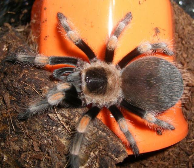 B. smithi