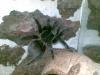 Spausk peržiūrai vagans_t1_1_2_3_4_5_6_7_8.jpg