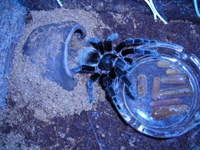 vagans