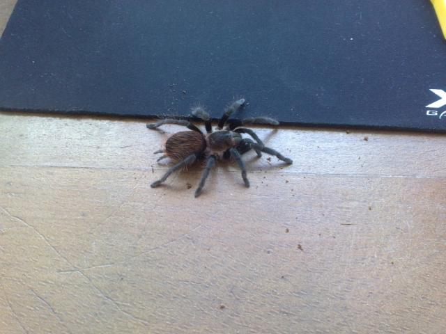 B. Vagans