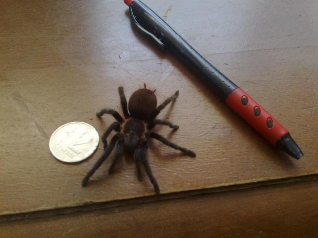 B. vagans