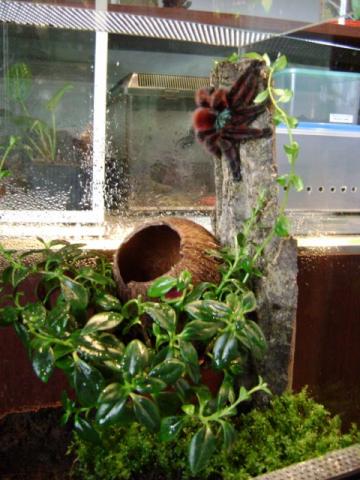 Avicularia versicolor