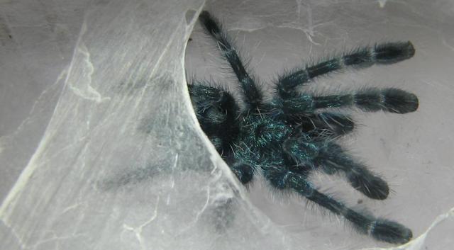 A. versicolor