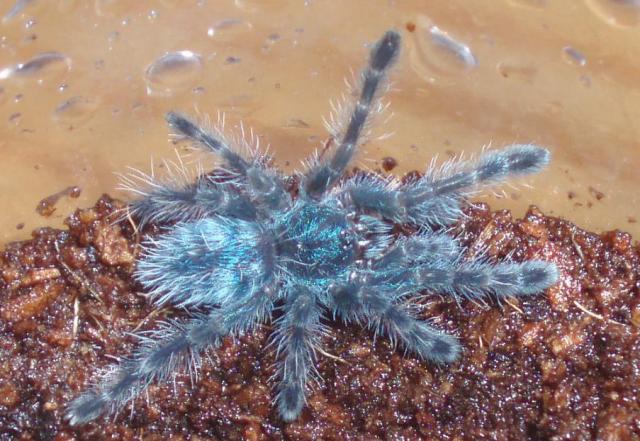 Avicularia versicolor