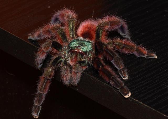 Avicularia versicolor