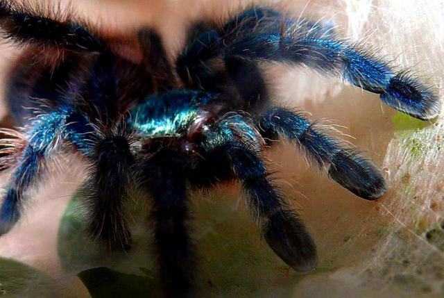 Avicularia versicolor