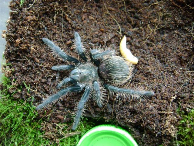 Brachypelma albopilosum L6