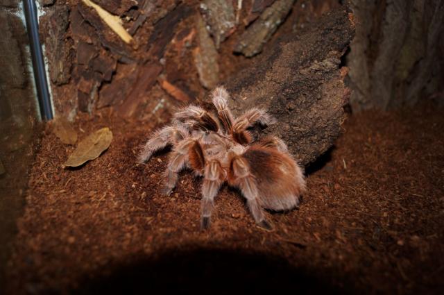 Grammostola rosea