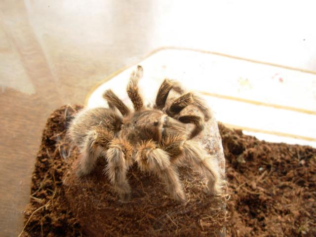 mano Grammostola rosea