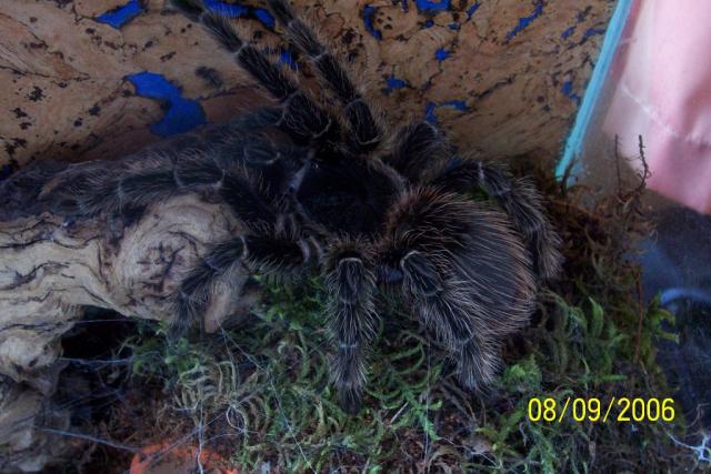 L.parahybana