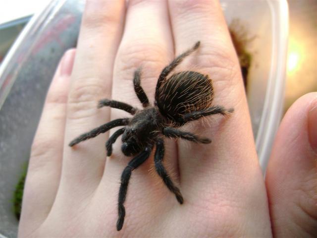 Brachypelma albopilosum L6