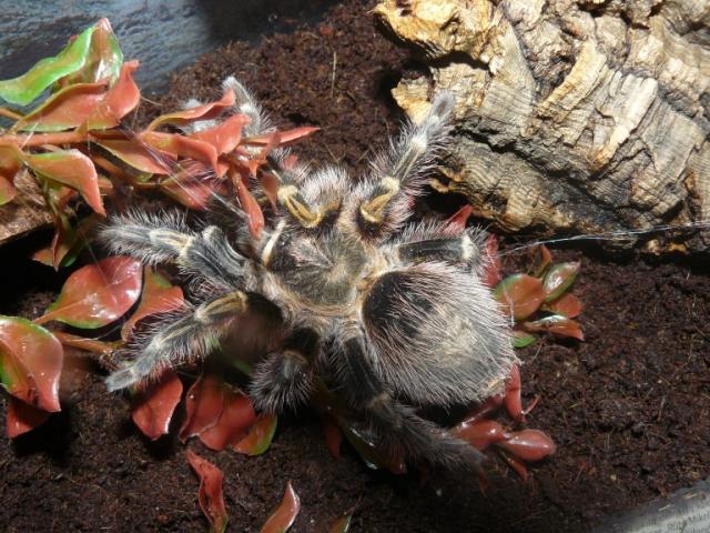 Grammostola aureostriata