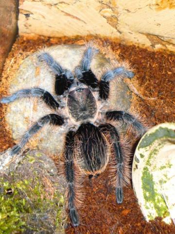 B. albopilosum